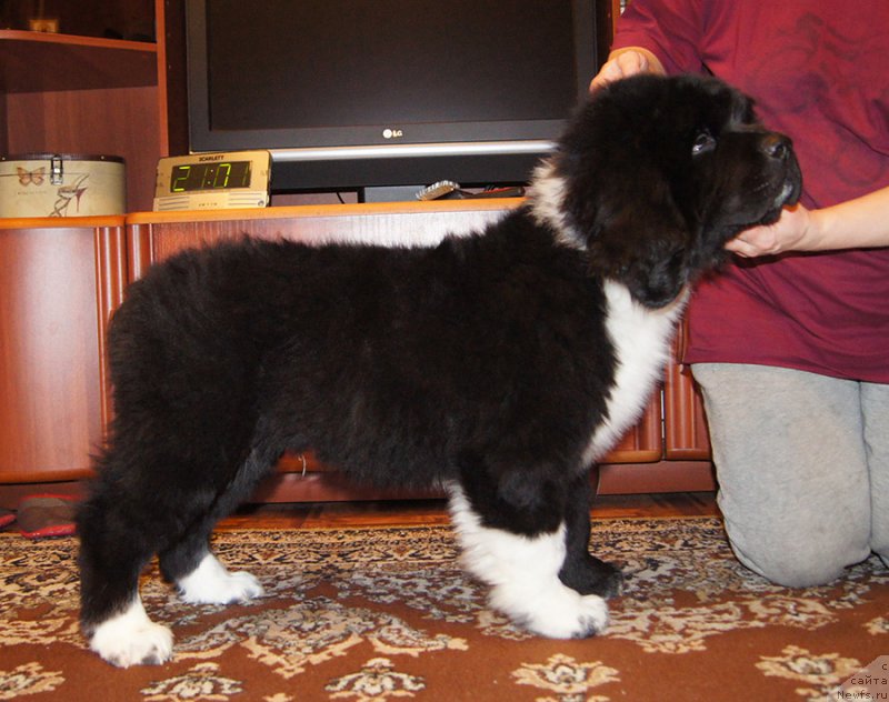 Фото: ньюфаундленд Супер Бизон Томас