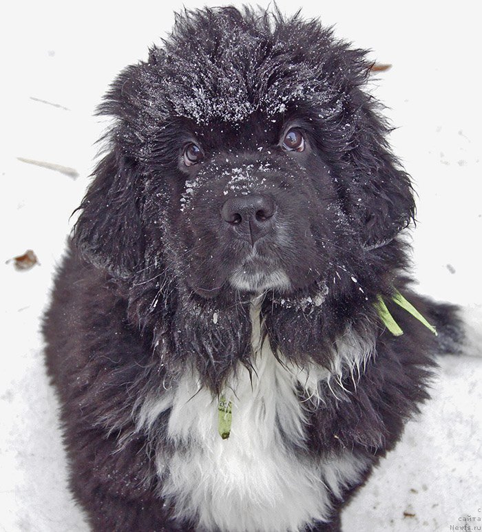 Фото: ньюфаундленд Супер Бизон Таисса
