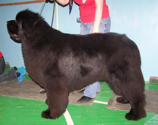 Фото: ньюфаундленд Визард оф Норден Си (Vizard of Norden Sea), Татьяна Абутова