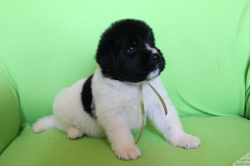 Фотография № 220990