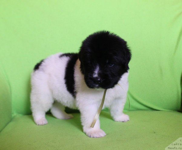 Фотография № 220992