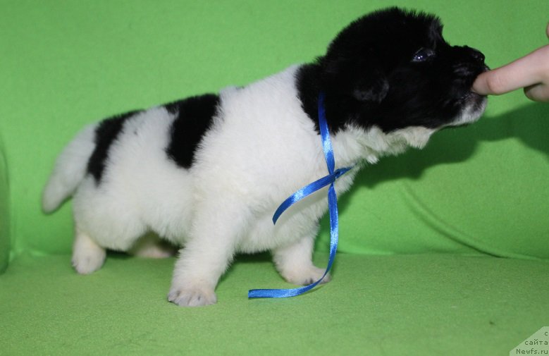 Фотография № 220994