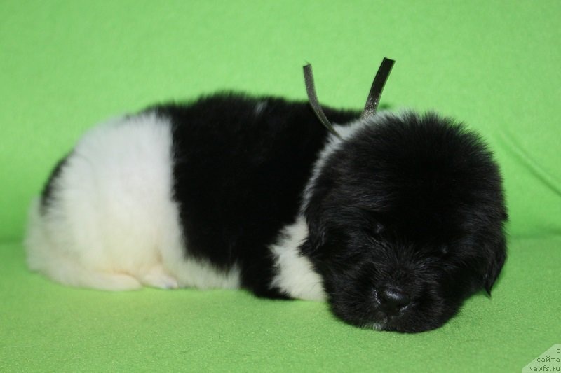 Фотография № 220996