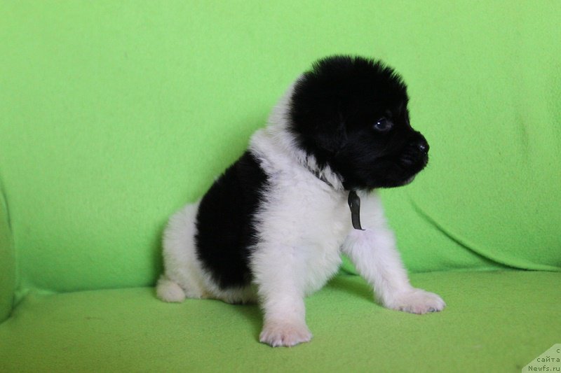 Фотография № 220998