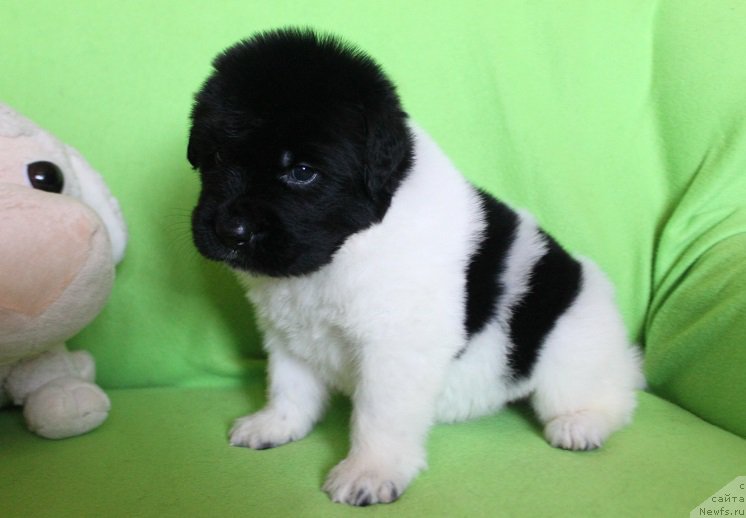 Фотография № 220999