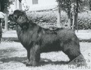 Фото: ньюфаундленд Main Tickle From the Next World of Pow Wow