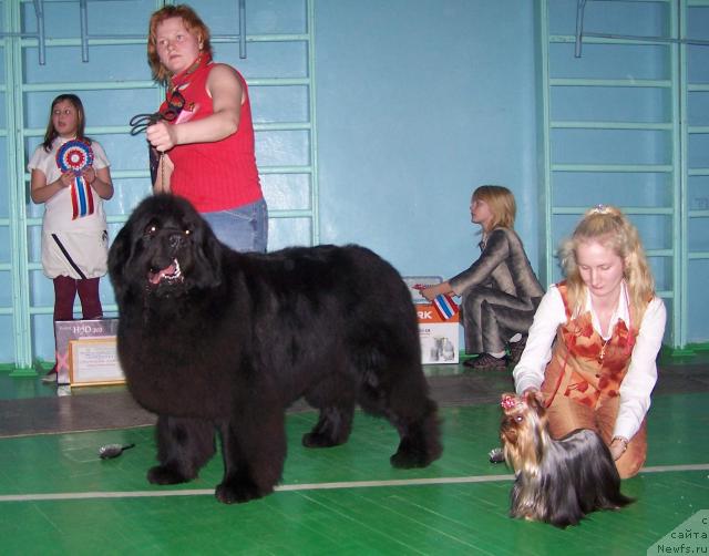 Фото: ньюфаундленд Визард оф Норден Си (Vizard of Norden Sea), Татьяна Абутова
