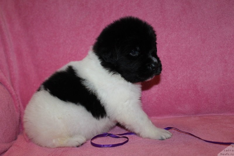 Фотография № 221001