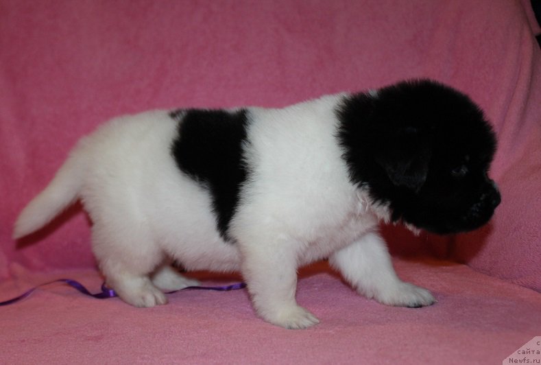 Фотография № 221002