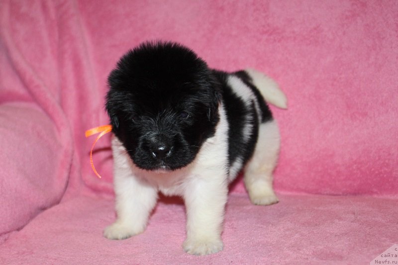 Фотография № 221003