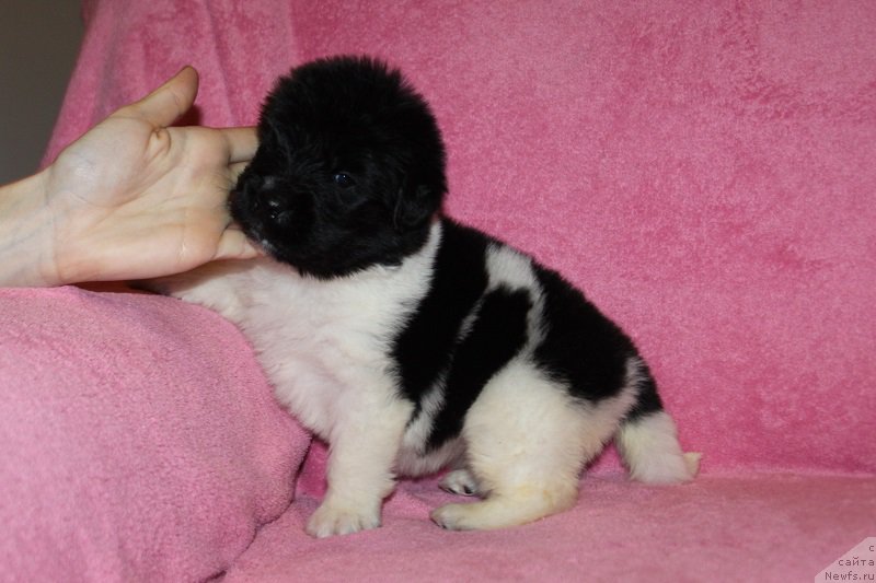 Фотография № 221004