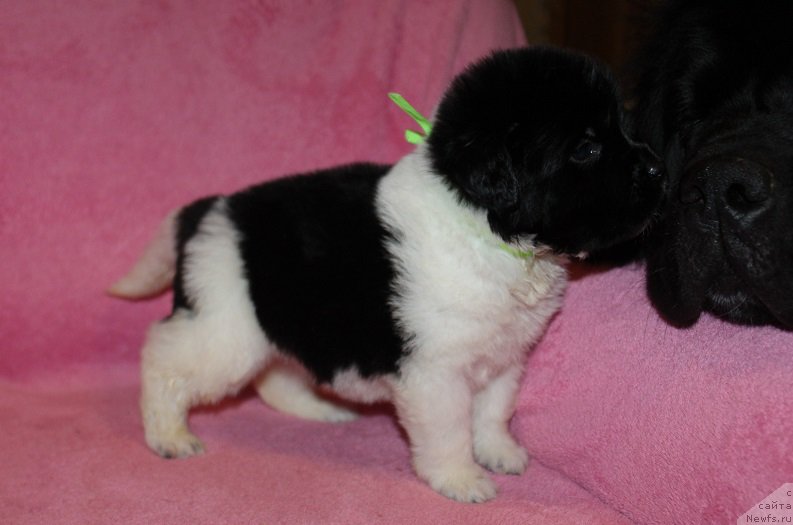 Фотография № 221005