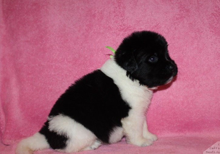 Фотография № 221006