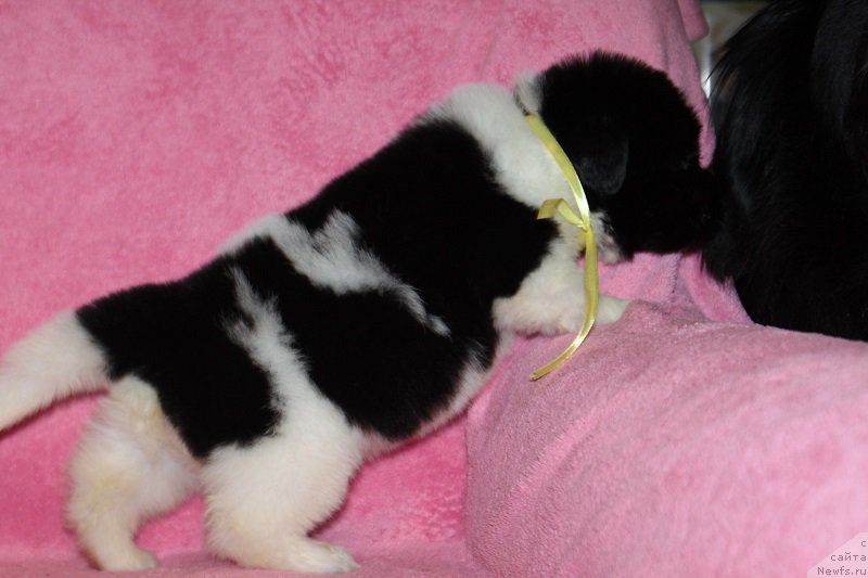 Фотография № 221007