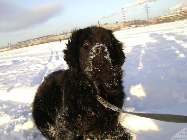 Фото: ньюфаундленд Амазонка Эми Чардишик