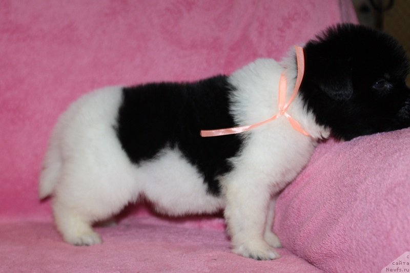 Фотография № 221010