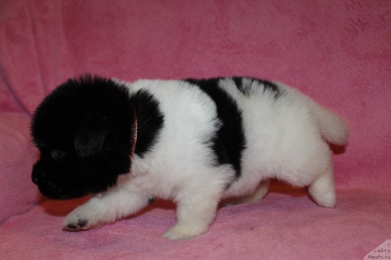 Фотография № 221011