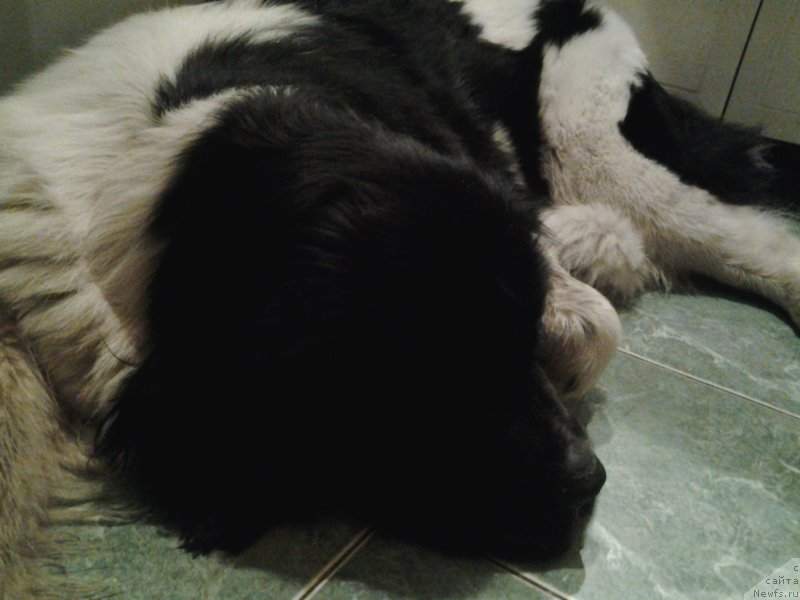 Фото: ньюфаундленд Дар Богов фром Рашн Беар