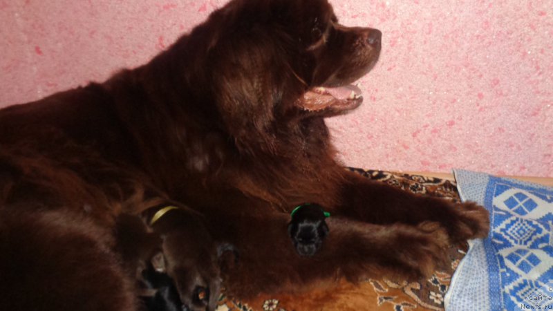 Фото: ньюфаундленд Хохотушка с Берега Дона (Hohotushka s Berega Dona)