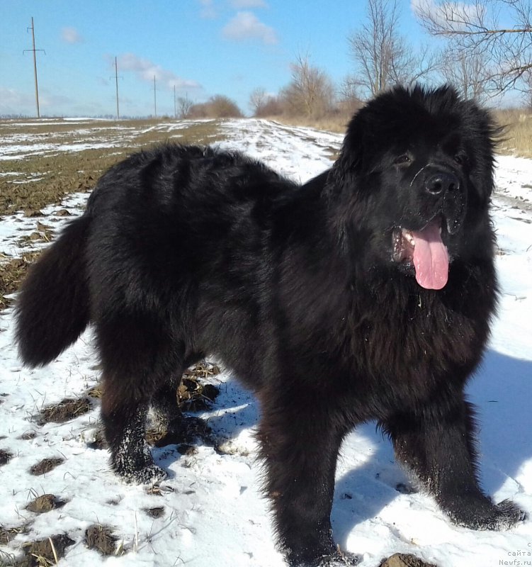 Фотография № 221019