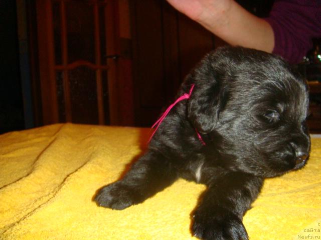 Фото: ньюфаундленд Маг Исполин Игрунья (Mag Ispolin Igrunia)