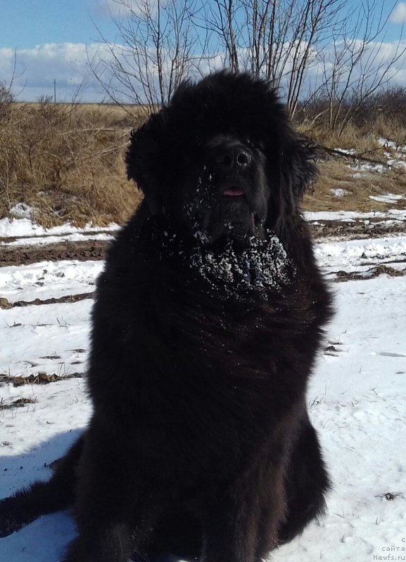 Фото: ньюфаундленд Акватория Келвин Злата
