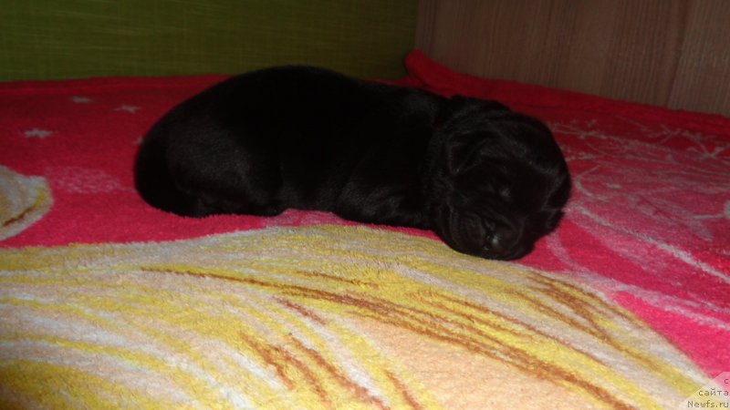 Фото: ньюфаундленд Азалия Дитя Тьмы