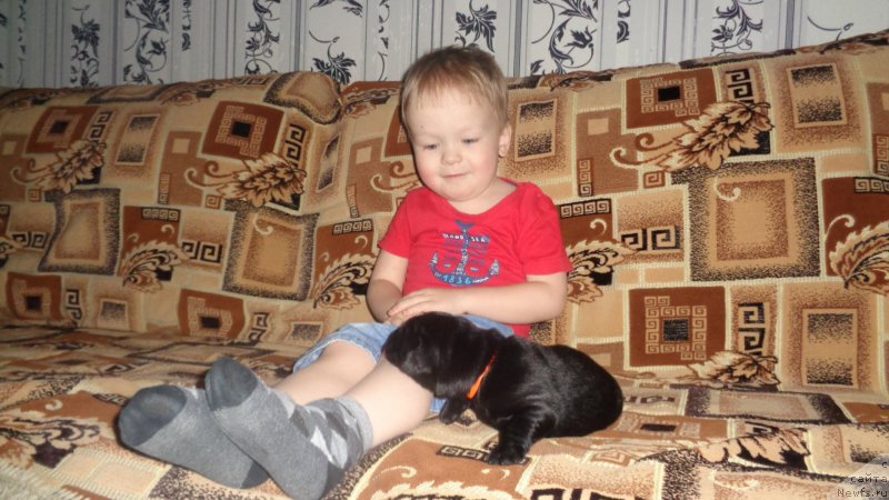 Фото: ньюфаундленд Азалия Дитя Тьмы