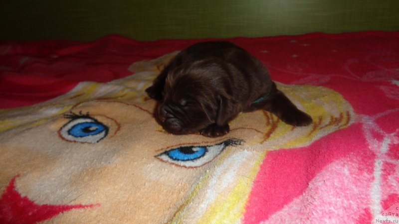 Фото: ньюфаундленд Апофеоз Богов Зевс