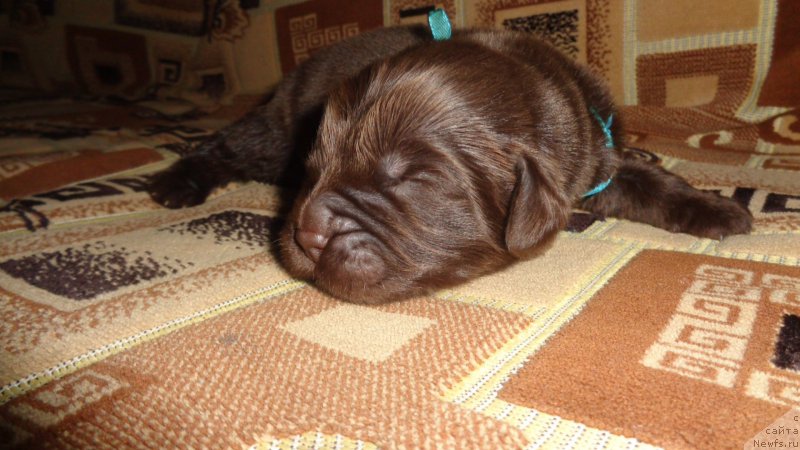 Фото: ньюфаундленд Апофеоз Богов Зевс