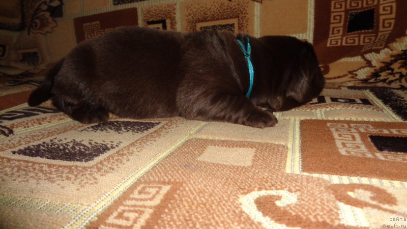 Фото: ньюфаундленд Апофеоз Богов Зевс