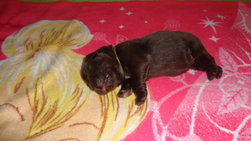 Фото: ньюфаундленд А Я Супер Премиум (A I Super Premium)