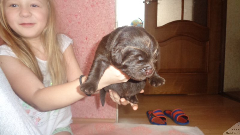 Фото: ньюфаундленд А Я Супер Премиум (A I Super Premium)