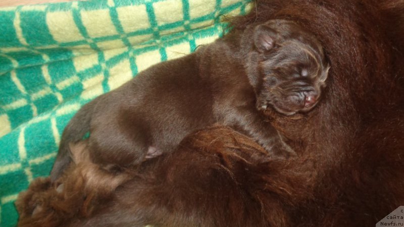 Фото: ньюфаундленд А Я Супер Премиум (A I Super Premium)