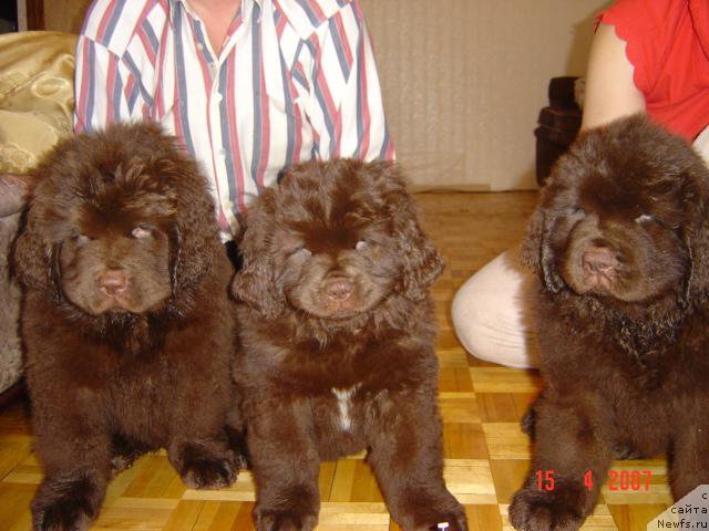 Фотография № 221032