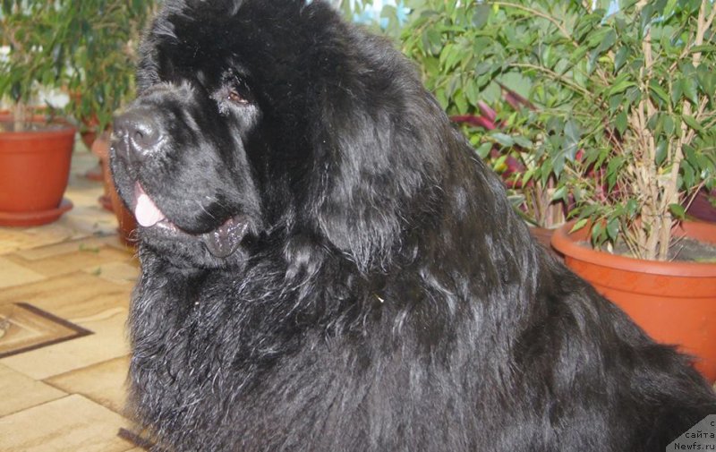 Фото: ньюфаундленд Хуффи из Племени Кедра