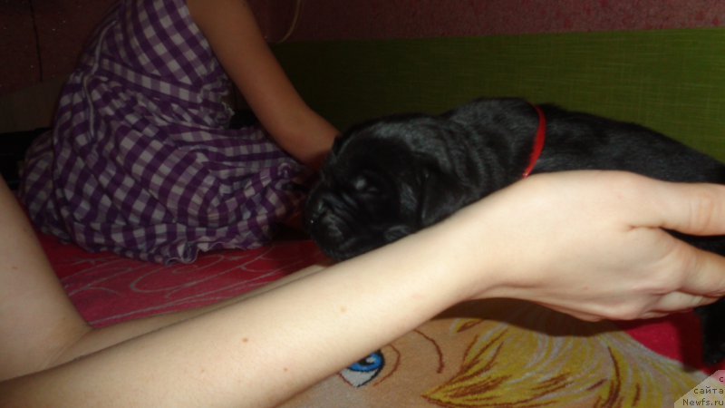 Фото: ньюфаундленд Анфиса Звезда Пармы