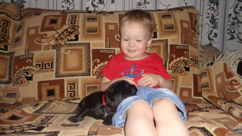 Фото: ньюфаундленд Анфиса Звезда Пармы