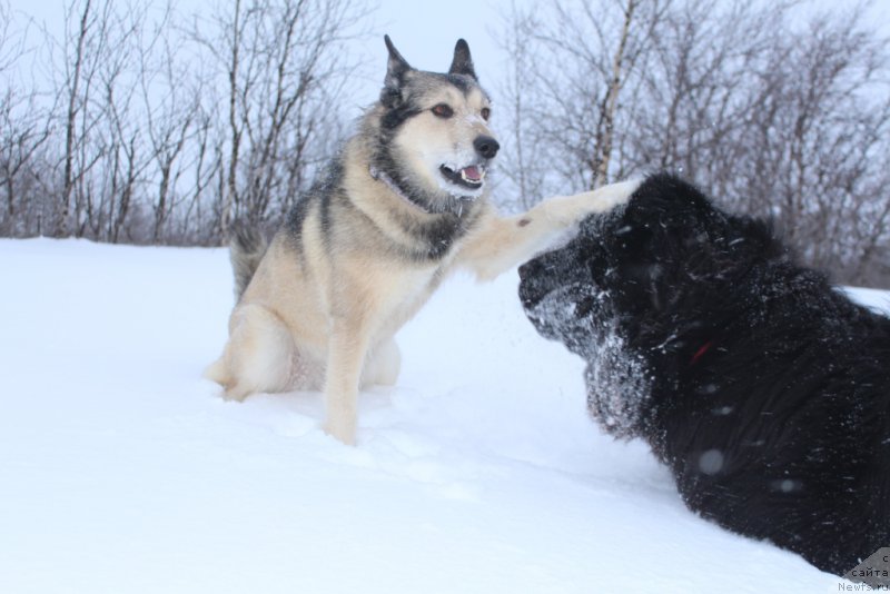 Фото: ньюфаундленд Даймонд Кинг, и Джеки
