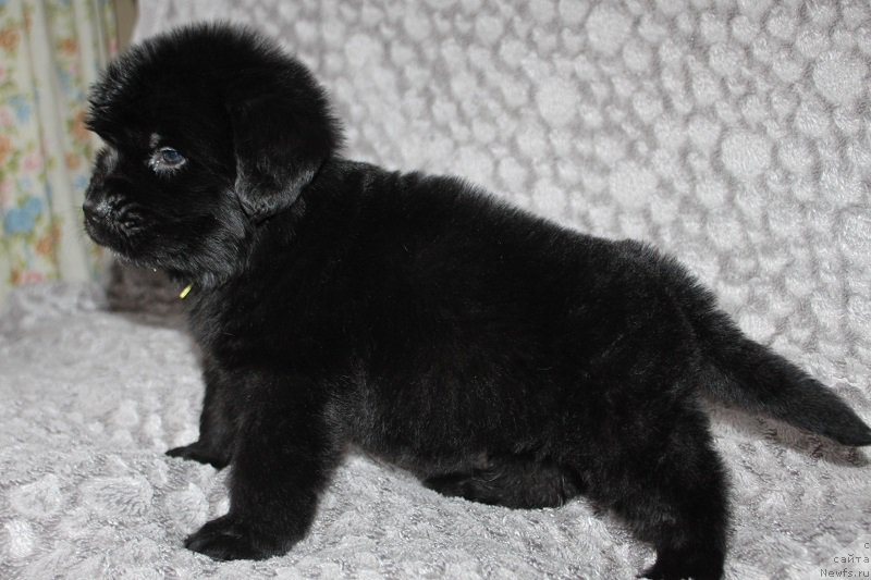 Фотография № 221042