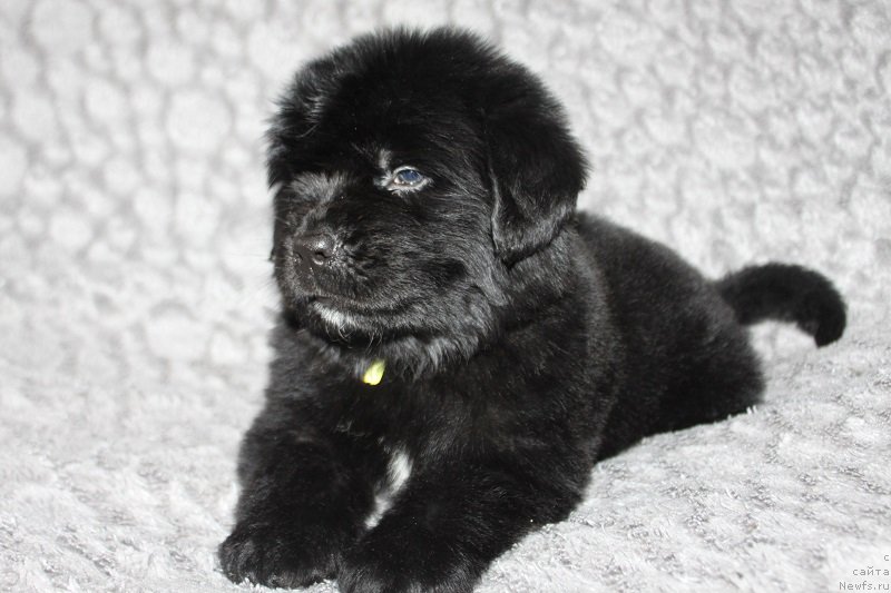 Фотография № 221043