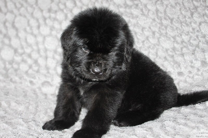 Фотография № 221044