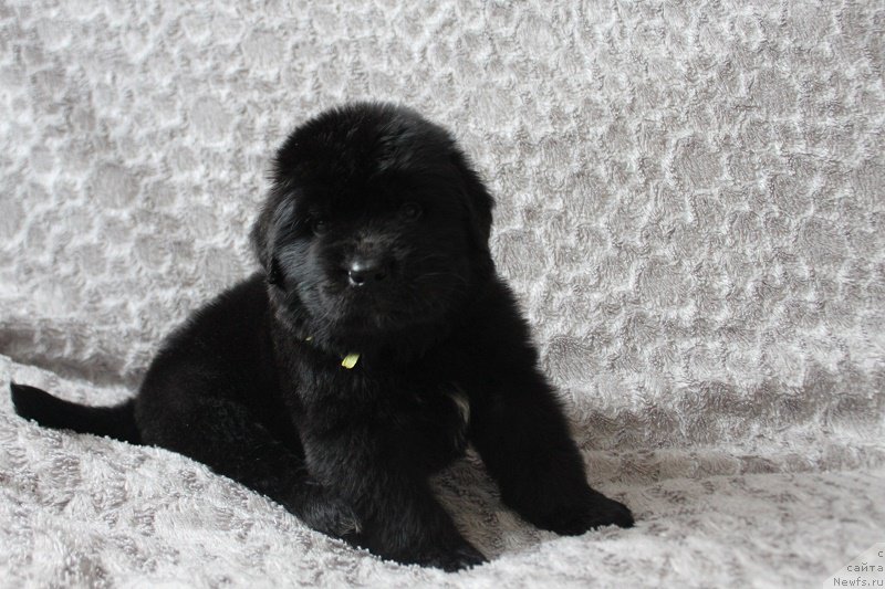 Фотография № 221048