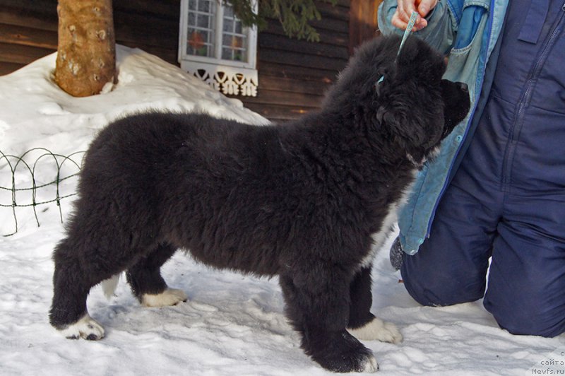 Фото: ньюфаундленд Супер Бизон Татонка