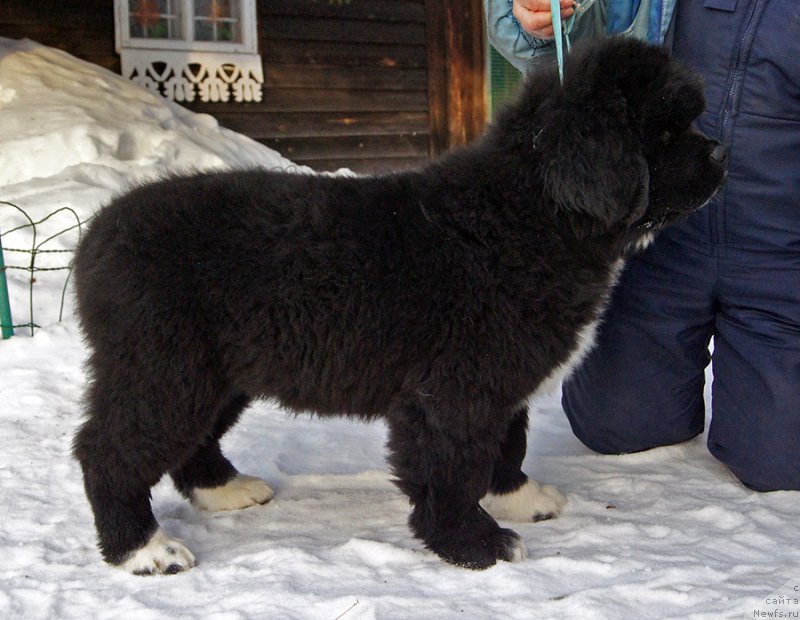 Фото: ньюфаундленд Супер Бизон Татонка