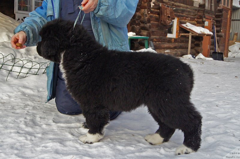 Фото: ньюфаундленд Супер Бизон Татонка