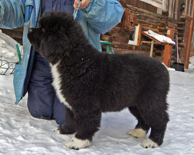 Фото: ньюфаундленд Супер Бизон Татонка