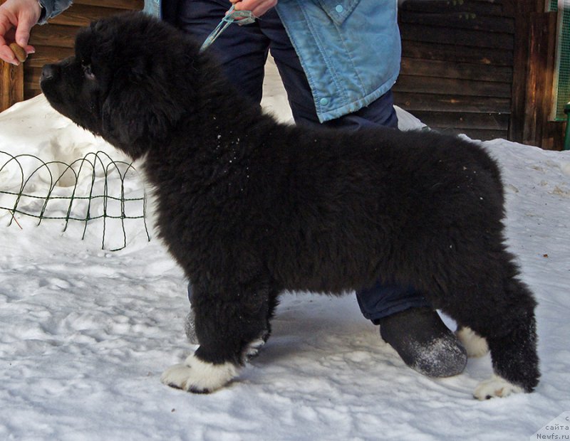 Фото: ньюфаундленд Супер Бизон Татонка