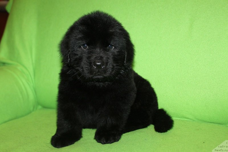 Фотография № 221054