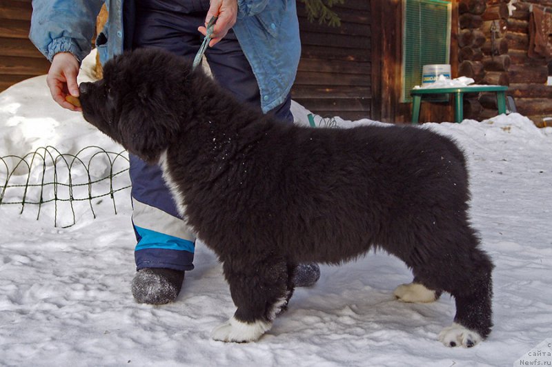 Фото: ньюфаундленд Супер Бизон Татонка